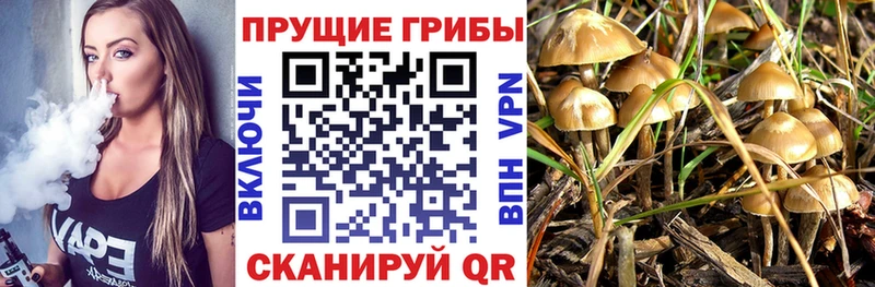 Купить  Нижняя Салда  Галлюциногенные грибы GOLDEN TEACHER 